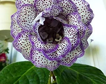 Double Gloxinia Bulbs Mix Colors – Pack of 2 Large Imported Flower Bulbs for Indoor Gardening, Big Blooming Sinningia Plant, Home Garden