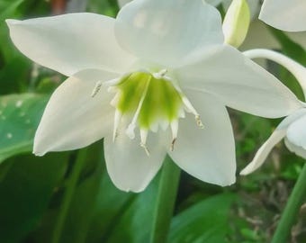 Pacote com 2 bulbos de lírio Eucharis | Lírio-da-amazônia, planta de flor branca perfumada para jardim doméstico | Planta importada para ambientes internos e externos com sombra