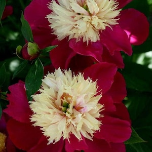 Puede incluir: Primer plano de dos vibrantes flores de peonía. Los pétalos son de un borgoña intenso, que rodean un centro cremoso y rizado. Las hojas verdes y un capullo proporcionan un telón de fondo natural, destacando los intrincados detalles y los ricos colores de las flores.