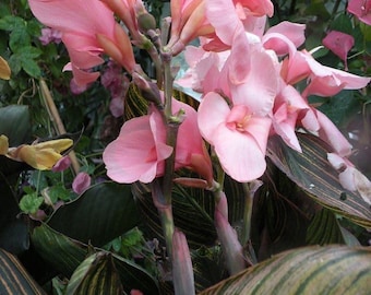 Pacote com 2 Bulbos de Canna Lily Rosa | Planta Canna Rosa Tropical para Jardim Doméstico | Planta Decorativa de Fácil Cultivo para Ambientes Internos e Externos