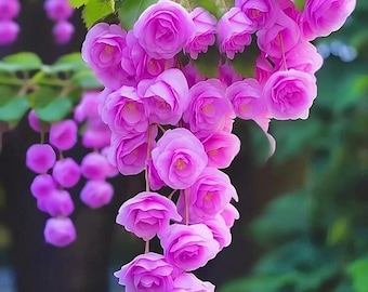 Paquete de 2 bulbos de begonia llorona magenta - Flores raras para cestas colgantes en cascada - Bulbos de flores de primera calidad para jardinería en sombra