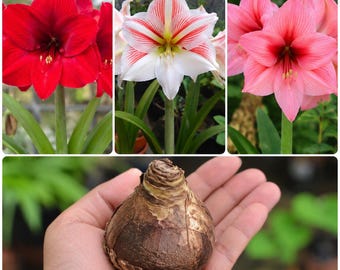 3 Bulbos Mistos de Amarílis Vermelha, Rosa e Branca com Flores Duplas e Gigantes - Plantas de Jardim de Fácil Cultivo