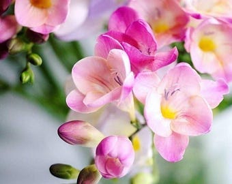 Pacote com 5 bulbos de frésia rosa bebê | Bulbos de frésia importados para casa e jardim | Planta ornamental perfumada com floração na primavera