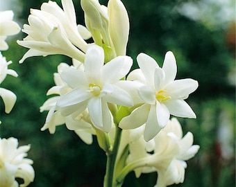 Bulbos de flor de rajnigandha premium / Polianthes / Nardo, paquete de 10 unidades, para jardín y balcón.
