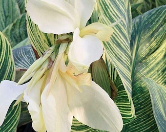Bulbos de Canna Blanca (Paquete de 2) / Planta de Canna Blanca Tropical para Jardín Doméstico / Planta Decorativa de Fácil Cultivo para Interior y Exterior