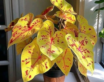 Caladium Bulbs Imported Pack of 5 | Dark Yellow Caladium Plants for Home Garden | Tropical Foliage Plants | Indoor Outdoor Decorative Plants