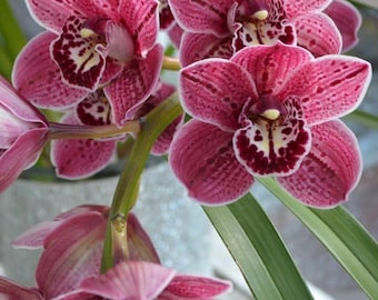 Pacote com 2 Bulbos de Orquídea Rosa | Bulbos de Orquídea Importados para Jardinagem Interna e Externa | Orquídea Exótica e Rara com Floração Exótica