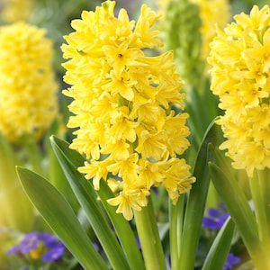 Rajnigandha amarilla para macetas / semillas de floración veraniega para jardinería doméstica y de cocina (paquete de 20 bulbos)