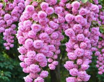 Bulbes de fleurs de bégonia pleureur (magenta) – Lot de 2 | Tubercules de bégonia à suspendre | Floraison estivale de plantes de jardin et de balcon | Cascade de fleurs