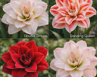 Paquete de 4 bulbos de amarilis de doble flor / Amarilis de 4 colores surtidos, de gran floración, para interior y exterior / Bulbos de flores decorativas importadas