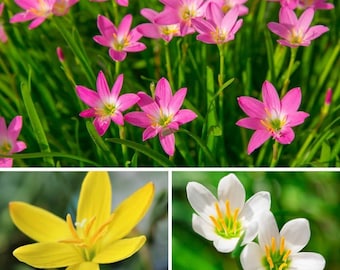 Paquete de 10 bulbos de Zephyranthes Rain Lily / Bulbos de floración durante todo el año para jardín doméstico / Plantas de floración monzónica / Fácil cultivo en interior y exterior