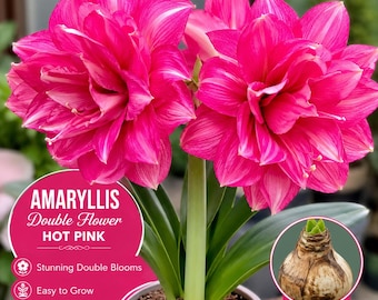 Pacote com 2 bulbos de amarílis de flor dupla | Amarílis rosa-choque de flor grande para interior e exterior | Bulbos de flores decorativas importados