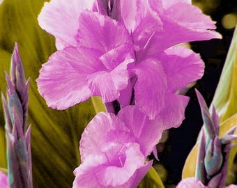 カンナ（紫色の球根）2個パック｜家庭菜園向けの熱帯性紫色カンナの花｜屋内・屋外で育てやすい観葉植物