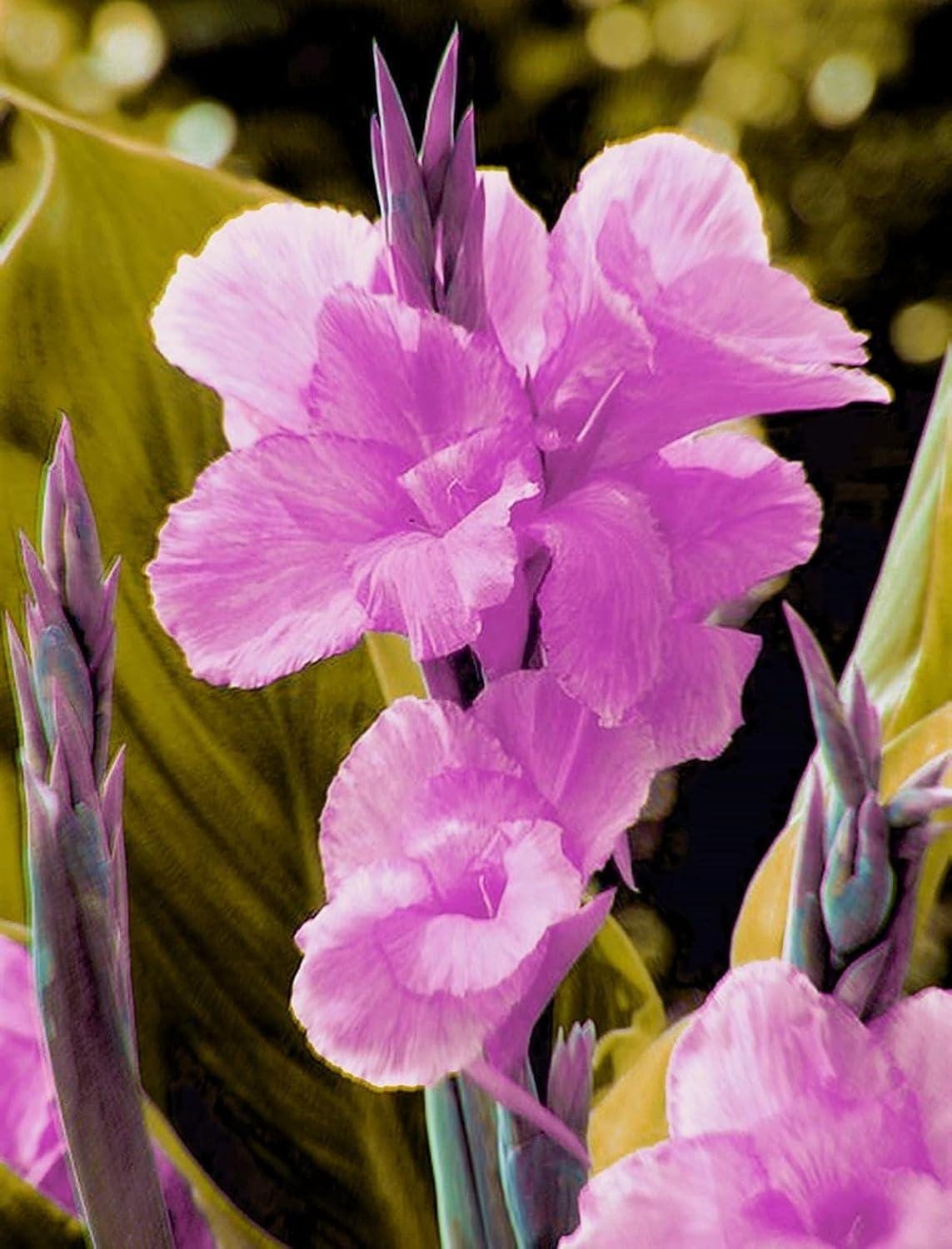 Canna lily plant - Etsy 日本