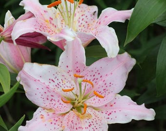 Bulbos de Lírio Asiático Importados - Pacote com 2 | Bulbos de Lírio Rosa Suave para Jardim Doméstico | Plantas Exóticas com Floração | Presente Festivo para Diwali e Aniversário