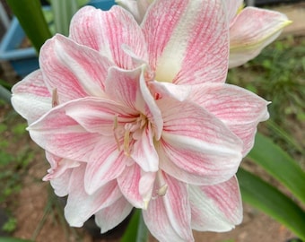 Bulbos de Amarílis Dupla Rosa Claro da Holanda – Pacote com 2 Bulbos Importados para Jardinagem Interna e Externa, Lírio de Floração Grande