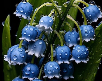 Bulbos de Lírio-do-vale Importados - Pacote com 2 | Bulbos Azuis com Tons Violetas para Jardim Doméstico | Flores Perfumadas da Primavera | Para Interiores