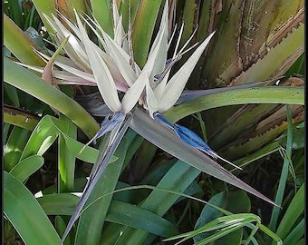 Paradisfågeln, benvita lökar, 2-pack | Vit Strelitzia, exotisk tropisk växt för hemträdgården | Dekorativ växt för inomhusbruk och utomhusbruk