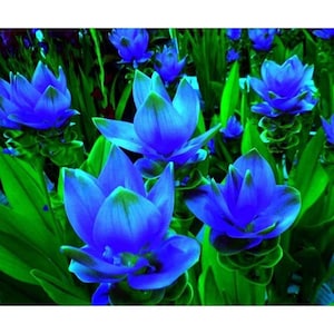 Puede incluir: Primer plano de vibrantes flores azules con pétalos de bordes verdes y exuberante follaje. Las flores están en plena floración, mostrando sus intrincados detalles. La imagen presenta un contraste llamativo entre los tonos azul y verde.