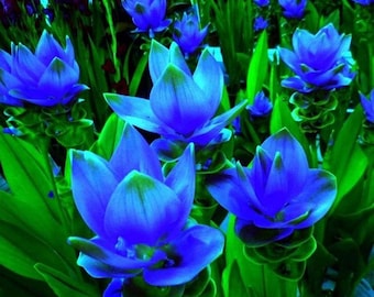 Pacote com 2 bulbos de cúrcuma azul | Tulipa Siam Azul para Jardim Doméstico | Planta exótica tropical para vasos, ideal para ambientes internos e externos