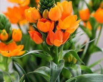 Pacote com 2 bulbos de flor laranja Ornithogalum | Bulbos importados de Chincherinchee para jardim doméstico | Estrela de Belém em flor laranja | Para interiores