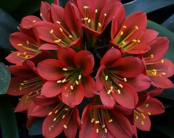 Confezione da 2 bulbi di Clivia color marrone / Pianta di giglio Clivia per giardino domestico e cucina / Pianta decorativa da interno, facile da coltivare e che ama l'ombra