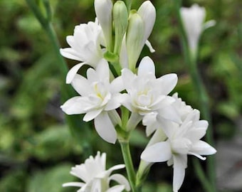 Tuberosa Rajnigandha, bulbi da fiore importati dall'Olanda per la casa e il giardino (confezione da 10 bulbi)
