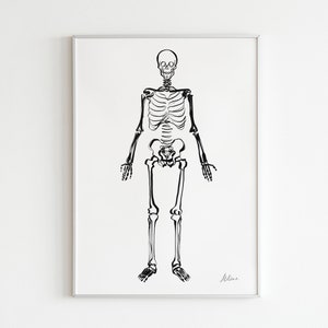 Male Skeleton,Anatomical Line Art, Clinical Decor, Osteopathy, Osteology, Orthopedic, Medical Illustration, Waiting Room Art,