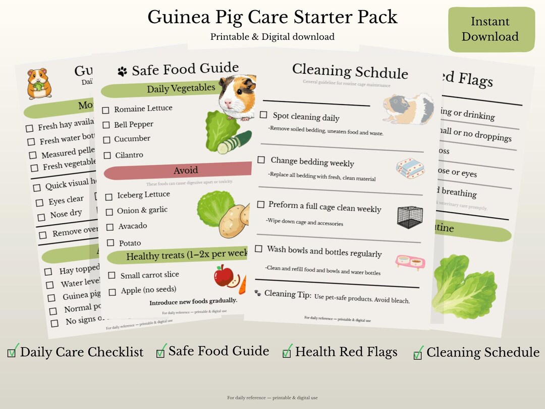 Guinea Pig Feeding Schedule Template photo