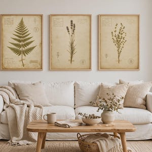 May include: Three framed botanical prints featuring a fern, lavender, and a sprig of herbs on aged parchment paper. The prints are displayed in light wood frames above a white sofa with beige cushions, a throw blanket, and a wooden coffee table.
