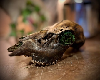Deer Skull Decor – Aged Ritual Skull with Mannaz Rune, Gothic Moss Skull, Dark Aesthetic Decor, Occult Bone Art, Handmade Antique Style