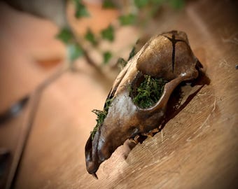 Fox Skull Decor – Aged Ritual Skull with Algiz Rune, Gothic Moss Skull, Dark Aesthetic Decor, Occult Bone Art, Handmade Antique Style
