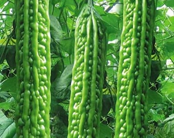 100 semillas de melón amargo, una verdura refrescante y deliciosa.