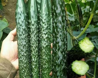 130 stuks komkommerzaden, geschikt voor verticaal planten in huistuinen