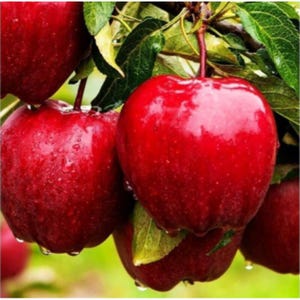 May include: Close-up of several ripe, red apples on a tree branch. The apples are glistening with water droplets, and green leaves are visible. The apples appear to be freshly picked, showcasing their vibrant color and texture.