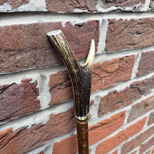 May include: A walking stick featuring a Y-shaped deer antler handle with a dark brown, textured surface. The handle is attached to a straight, wooden shaft with a smooth, light brown finish, connected by a gold-coloured metal ferrule.