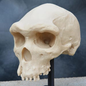 Homo heidelbergensis Skull - Kabwe 1 (1:1 Replica)