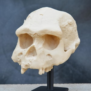 May include: A cream-colored replica of a hominid skull, showcasing prominent brow ridges, large eye sockets, and a pronounced jawline. The skull is mounted on a black stand, set against a dark gray backdrop. This item is ideal for educational or decorative purposes.