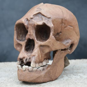 May include: A detailed, brown replica of a hominid skull, showcasing the structure of the cranium, eye sockets, and jaw. The skull is positioned at a slight angle, revealing the teeth and overall shape. The model is likely for educational or decorative purposes.