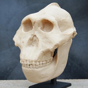 May include: A beige-colored hominid skull replica, showcasing detailed bone structure. The skull features prominent brow ridges, large eye sockets, and a pronounced jawline. The teeth are visible in the lower jaw. The replica is mounted on a black stand.