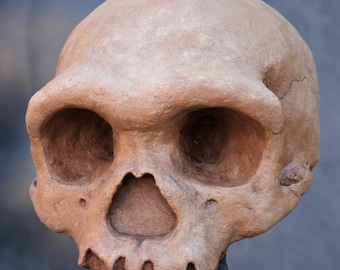 Cráneo denisovano (Homo longi) - Réplica 1:1 de Harbin 'Dragon Man'