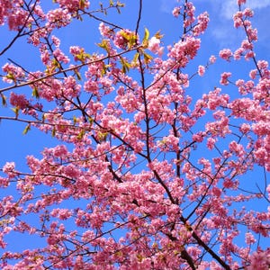 以下が含まれることがあります： 鮮やかなピンク色の桜の花が咲き誇る様子を捉えた写真。青い空を背景に、枝いっぱいに咲き誇る桜の花が美しいコントラストを描いています。春の訪れを告げる、華やかなイメージです。