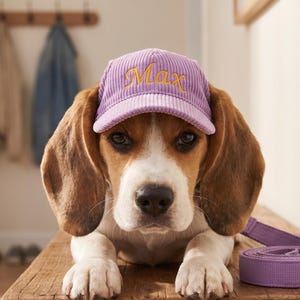 Könnte beinhalten: Ein Beagle-Hund trägt eine lavendelfarbene Cord-Kappe mit dem goldfarbenen Namen "Max". Der Hund sitzt auf einer Holzbank neben einer passenden lavendelfarbenen Leine. Der Hund hat braunes und weißes Fell.