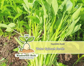 500 Water Spinach Seeds: Kangkong, Rau Muong, Asian Greens for Backyard Garden