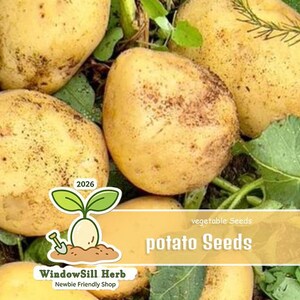 May include: Close-up of several light brown potato seeds with dark spots, surrounded by green leaves and stems. The image includes text that reads "potato Seeds" and "vegetable Seeds". The logo for "WindowSill Herb" is also visible.
