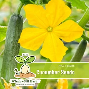 May include: A close-up of a cucumber plant with a bright yellow flower and green cucumbers. The image includes a logo that says "Cucumber Seeds" and "WindowSill Herb, Newbie Friendly Shop."