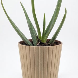 May include: An aloe vera plant in a beige, vertically-lined pot. The plant has long, green leaves with white spots. The pot sits on a matching saucer, creating a simple, natural aesthetic. The plant is a houseplant.