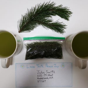 20 grammi - Tè di linfa di corteccia di pino bianco raccolto in natura. Spedizione veloce e gratuita. Non trattato con pesticidi.