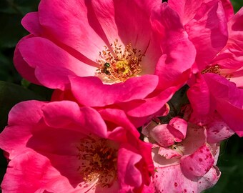 Joy In Bloom | Fine Art Rose Photography | Vibrant Pink Floral Print | Nature Wall Art