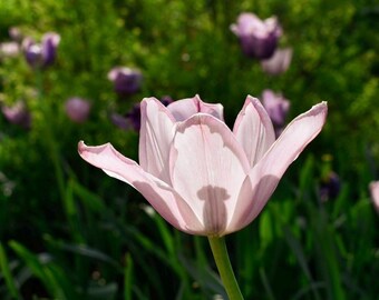 Sweet Blush Tulip - Healing Nature Wall Art - Nature Photography Print